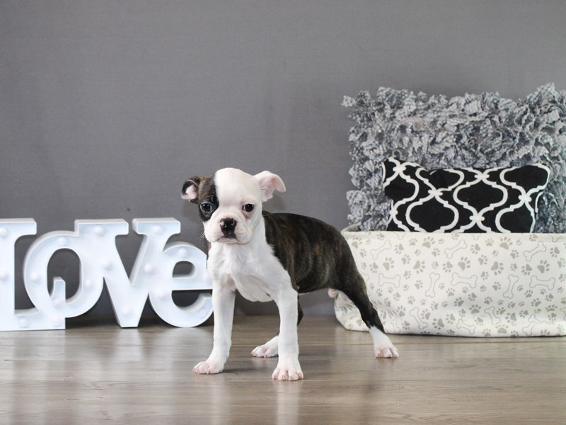 Boston Terrier – 21239