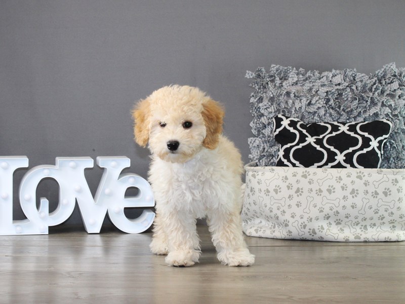 Bichonpoo – 21238
