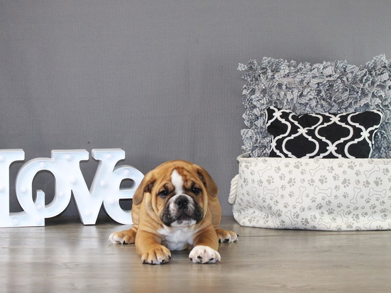 English Bulldog – 21233