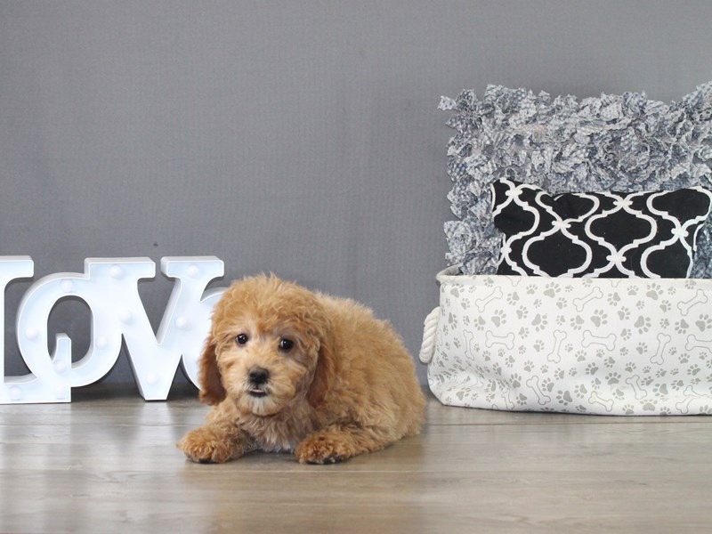 Mini Goldendoodle – 21232