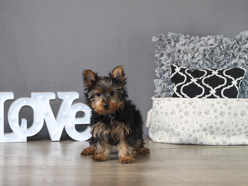 Yorkshire Terrier – 21228