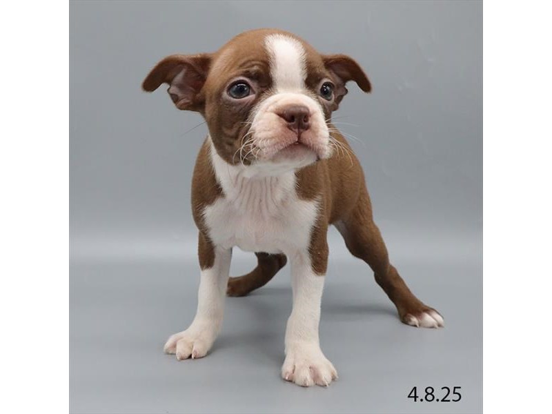 Boston Terrier – 21259
