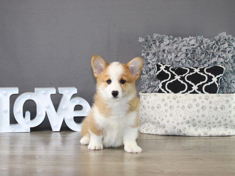Pembroke Welsh Corgi – 21264
