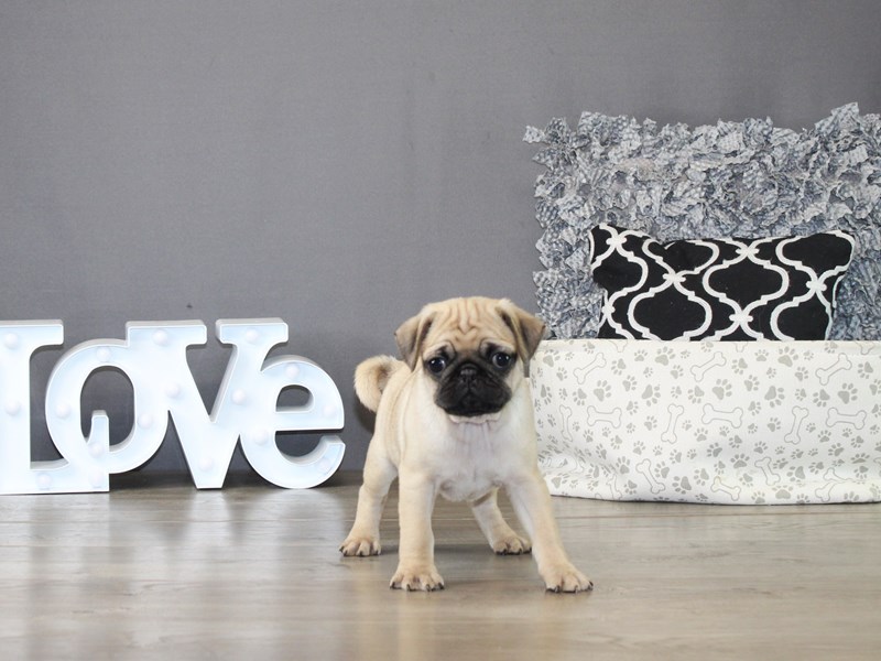 Pug – 21261