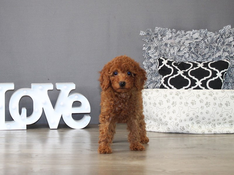 Poodle – 21260