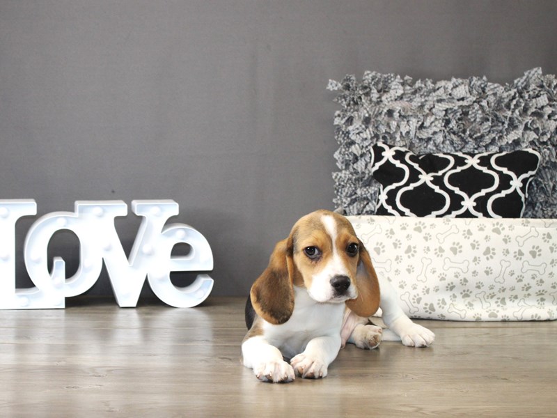 Beagle – 21257