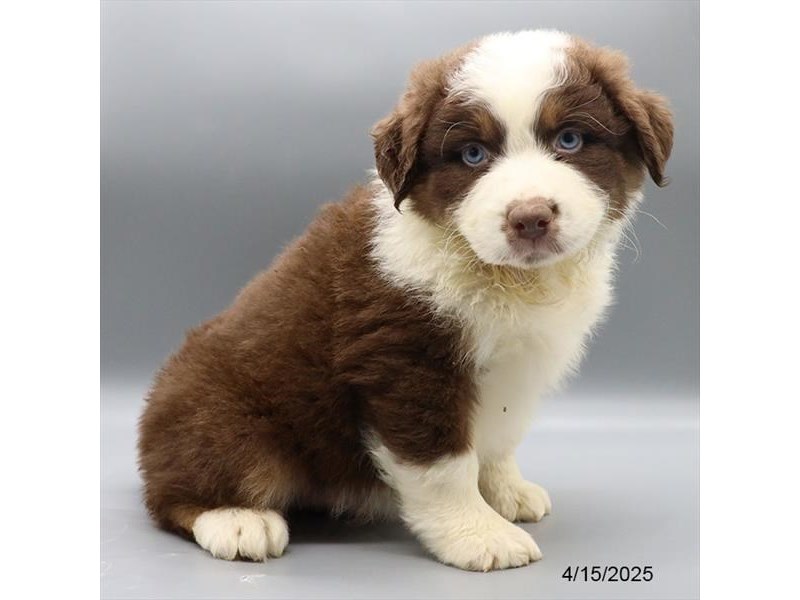 Australian Shepherd – 21267