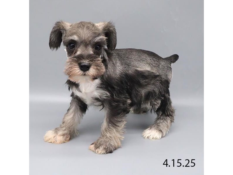 Miniature Schnauzer – 21272