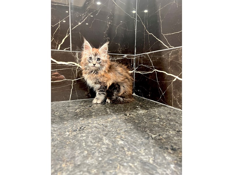 Maine Coon - 21274