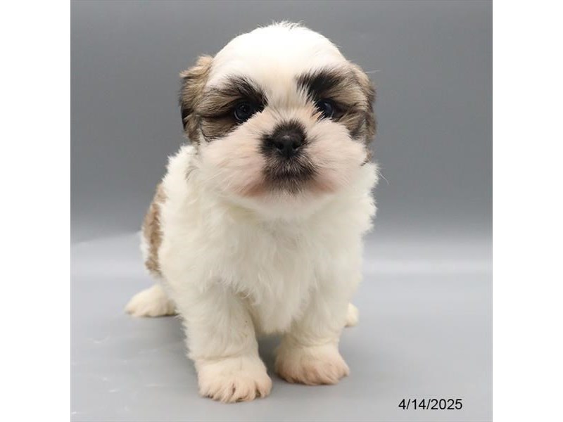 Lhasa Apso – 21285