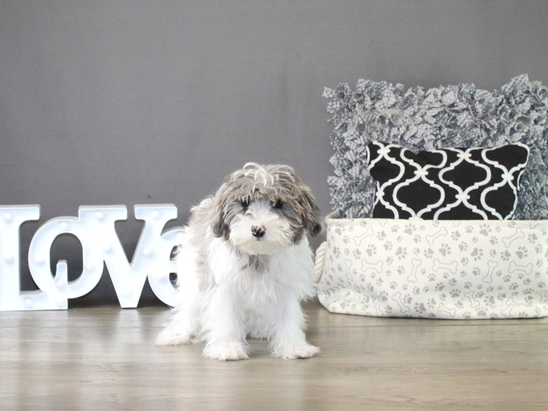 Yorkiepoo – 21288