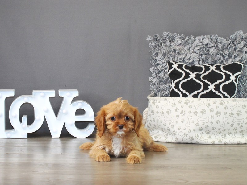 Cavapoo – 21277