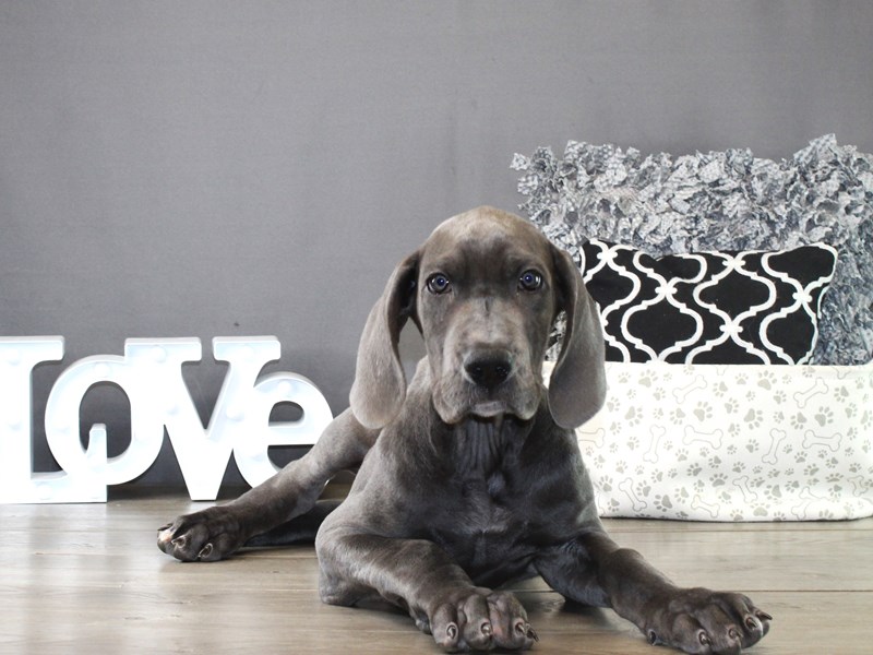 Great Dane – 21287