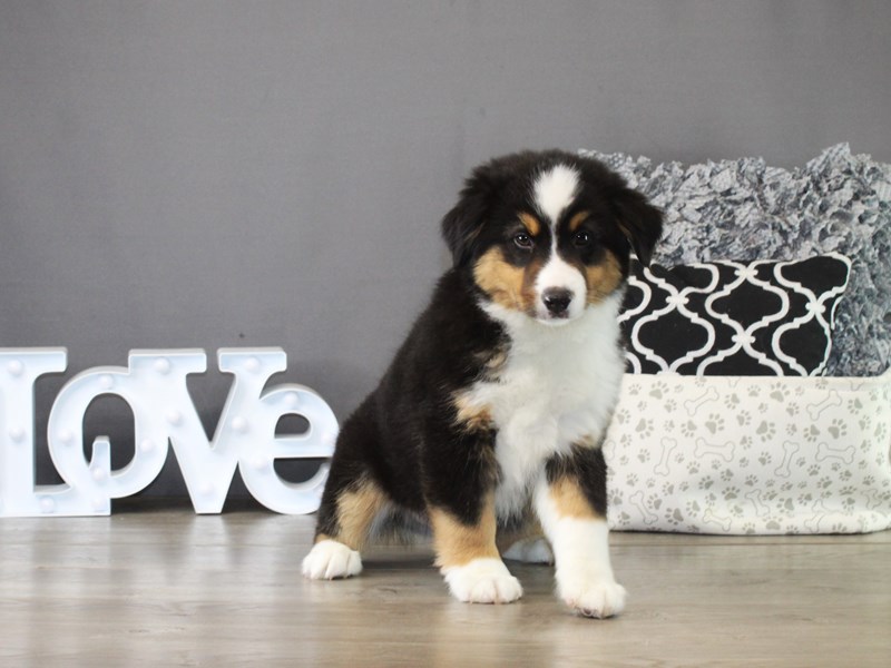 Miniature American Shepherd – 21286