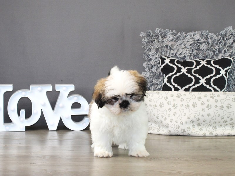 Lhasa Apso – 21285