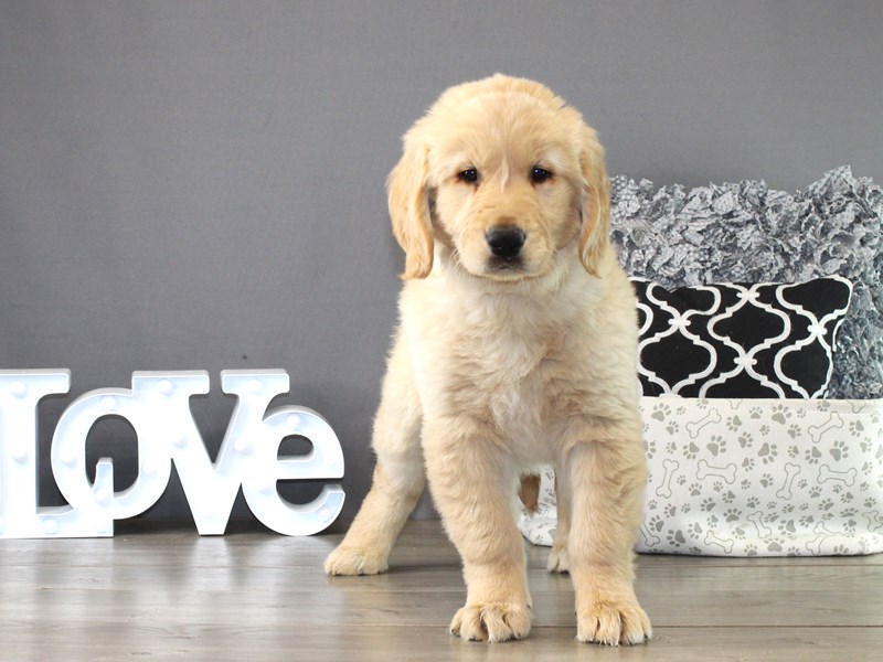 Golden Retriever – 21284