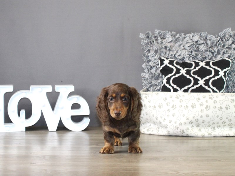 Dachshund – 21283