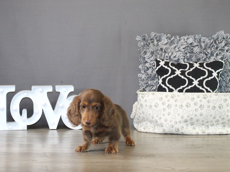 Dachshund – 21282