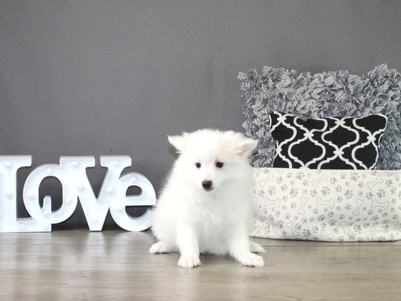American Eskimo Dog – 21281