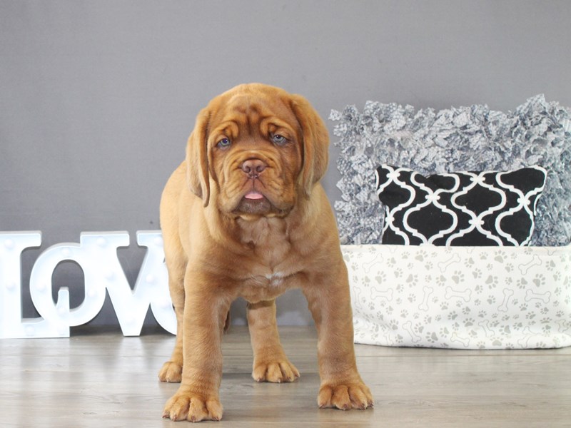 Dogue De Bordeaux – 21280