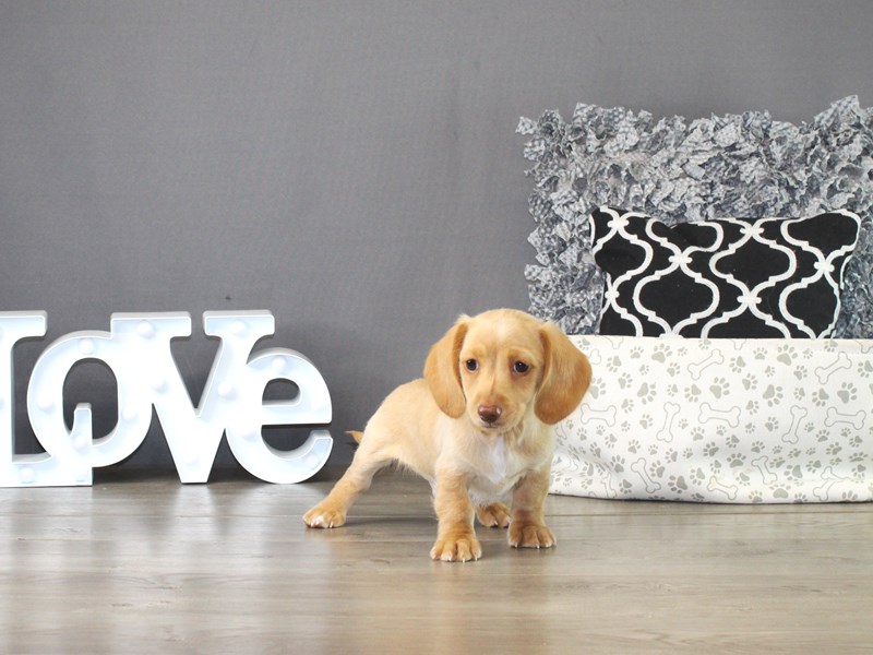 Dachshund – 21279