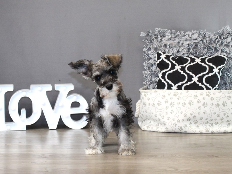 Miniature Schnauzer – 21272