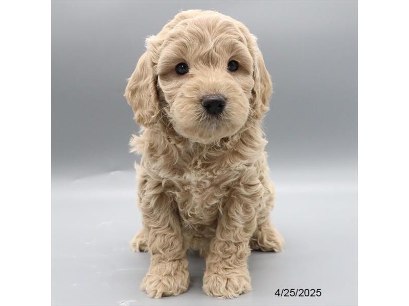 Goldendoodle Mini F1b – 21291