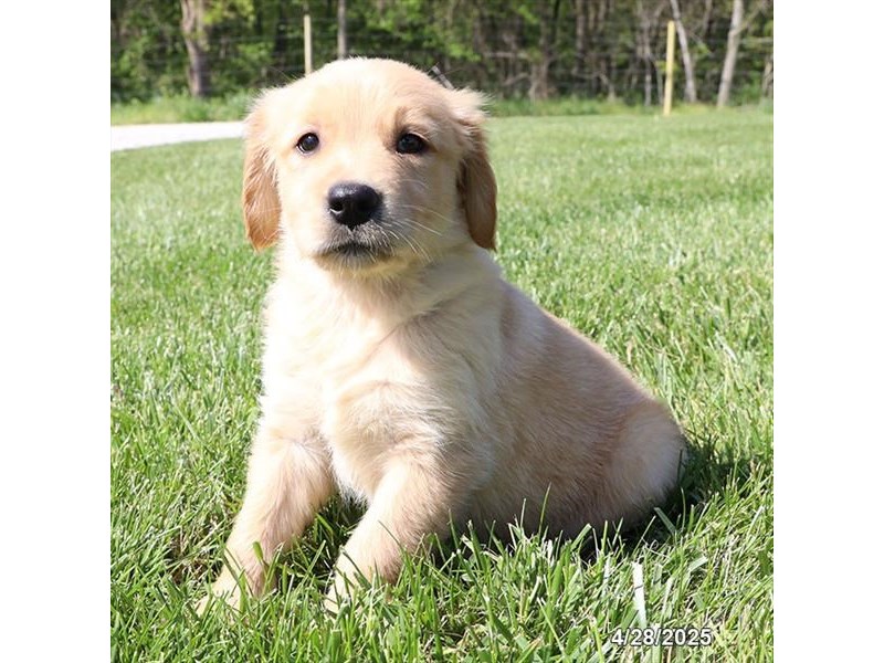 Golden Retriever – 21292