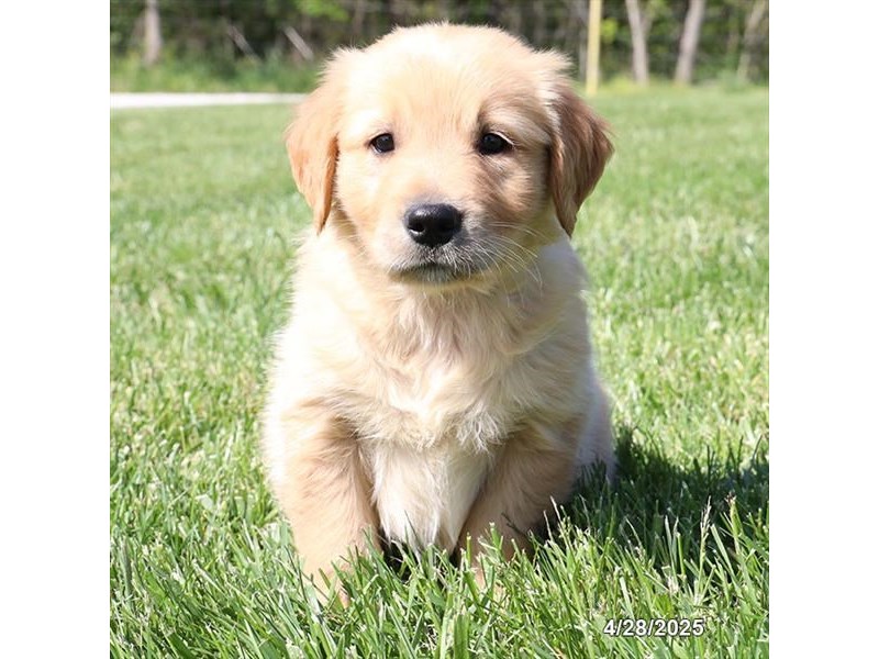 Golden Retriever – 21293