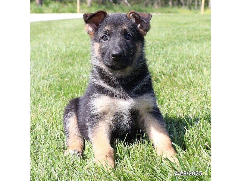 German Shepherd Dog – 21296