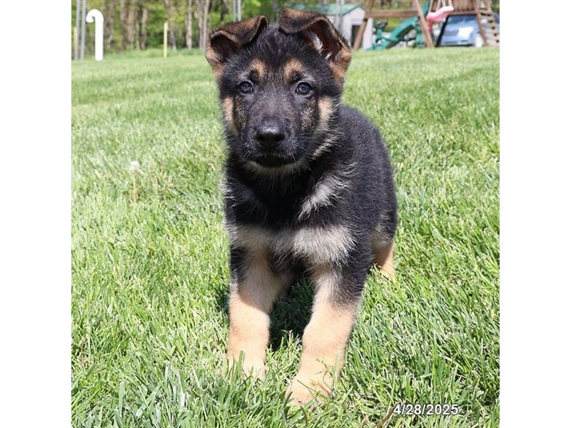German Shepherd Dog – 21297