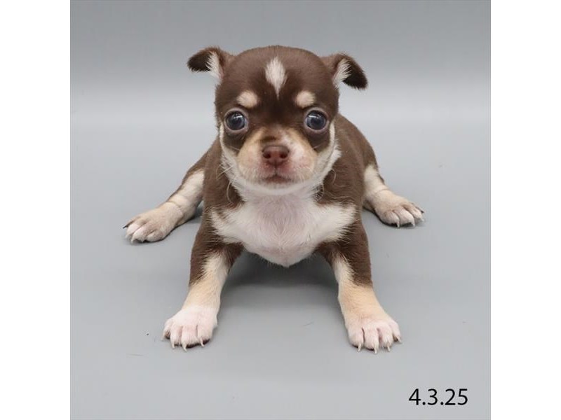 Chihuahua – 21298
