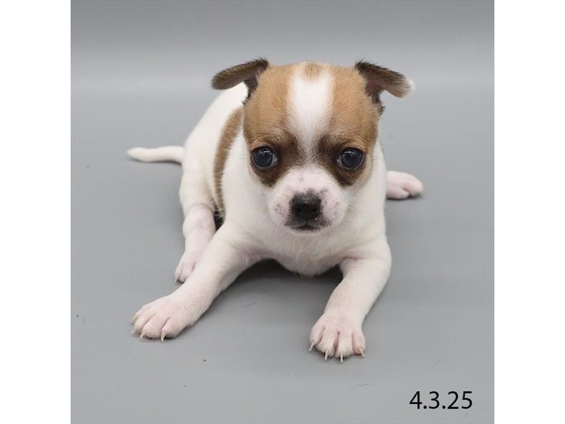 Chihuahua – 21299