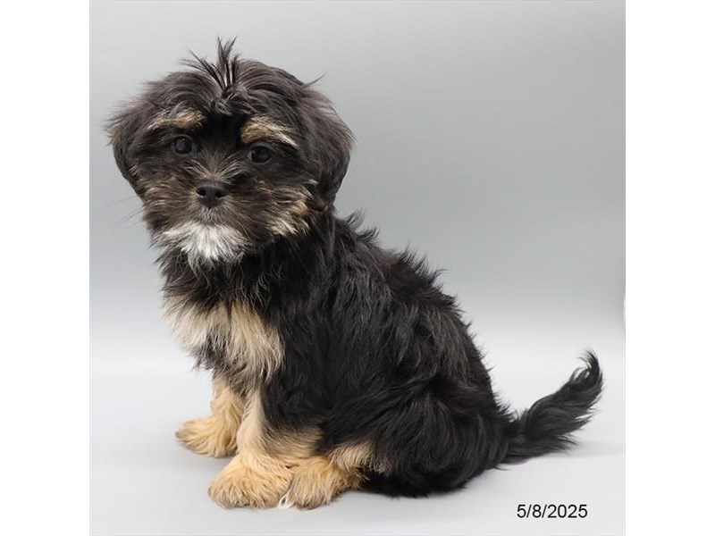 Yorkie – 21300