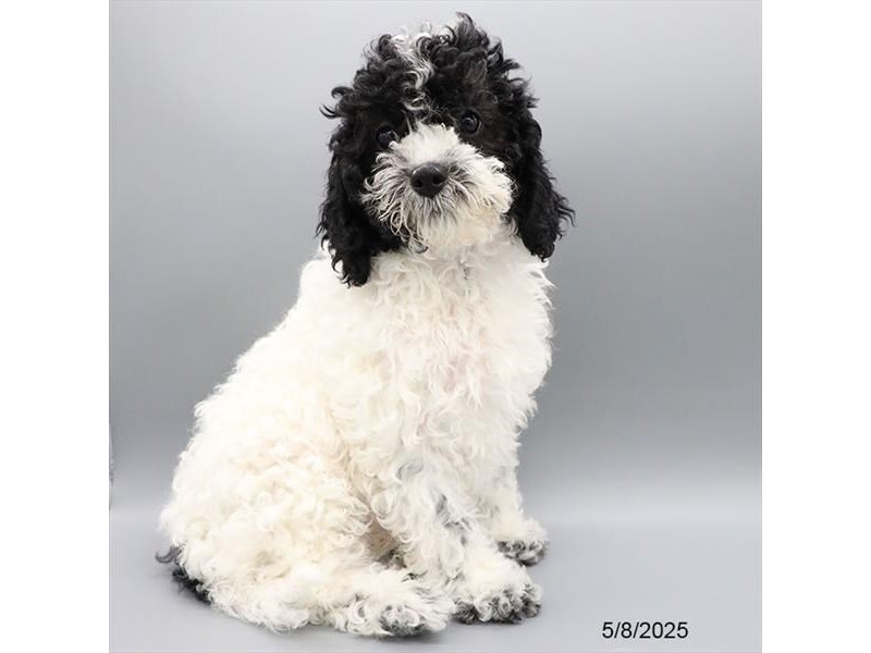 Poodle/Cavalier King Charles Spaniel – 21301