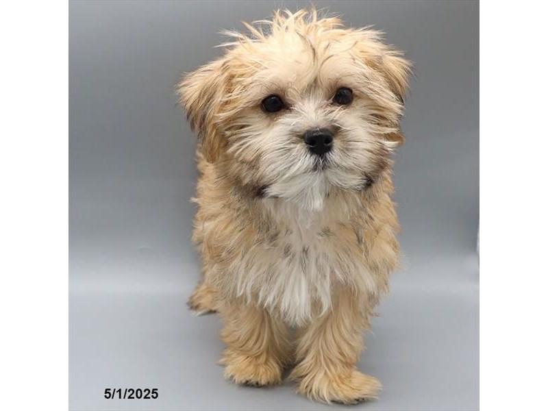 Morkie – 21302