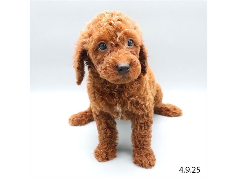 Poodle – 21303