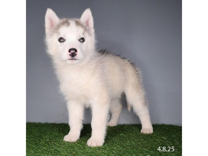Siberian Husky – 21304