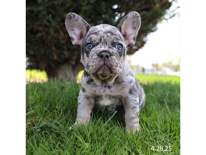 French Bulldog – 21305