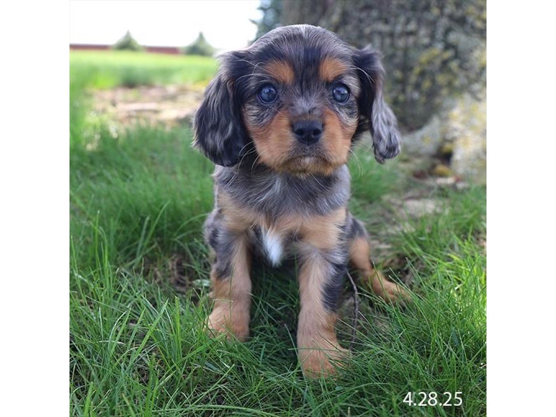 Cavalier King Charles Spaniel – 21306