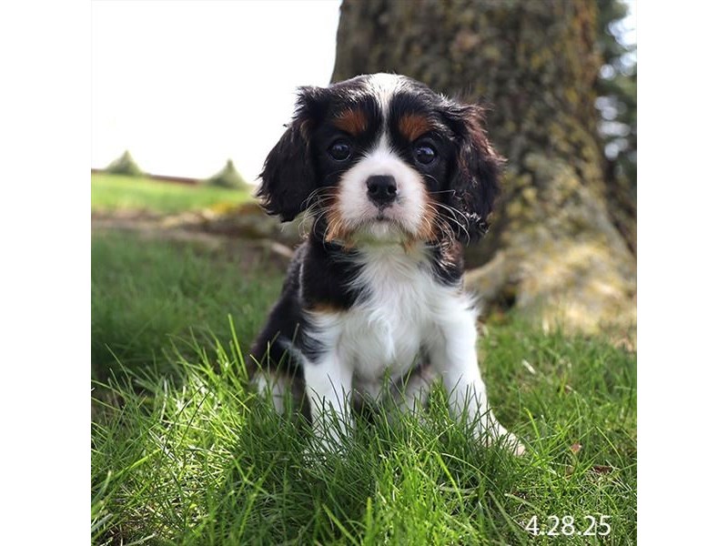 Cavalier King Charles Spaniel – 21307