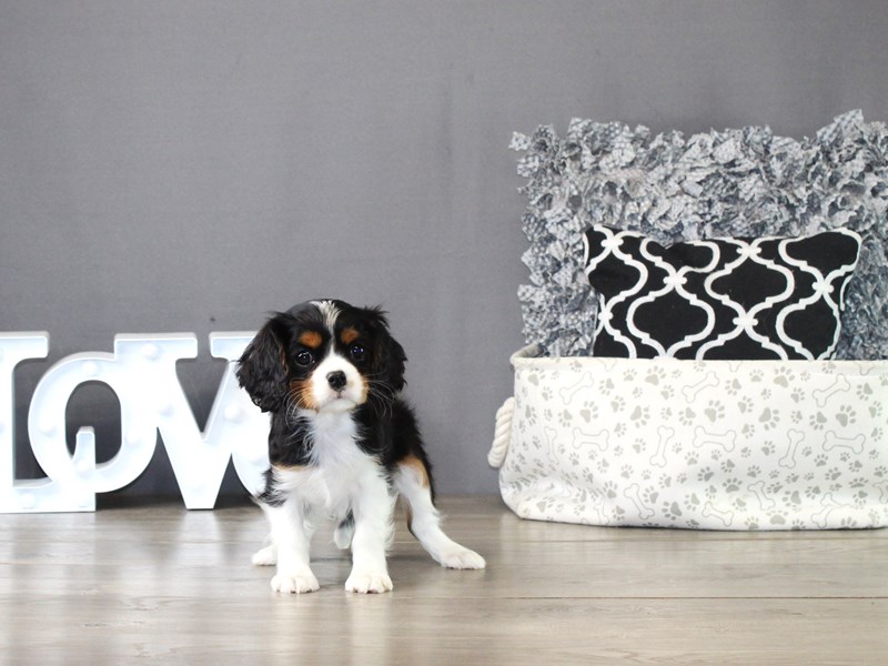Cavalier King Charles Spaniel – 21307