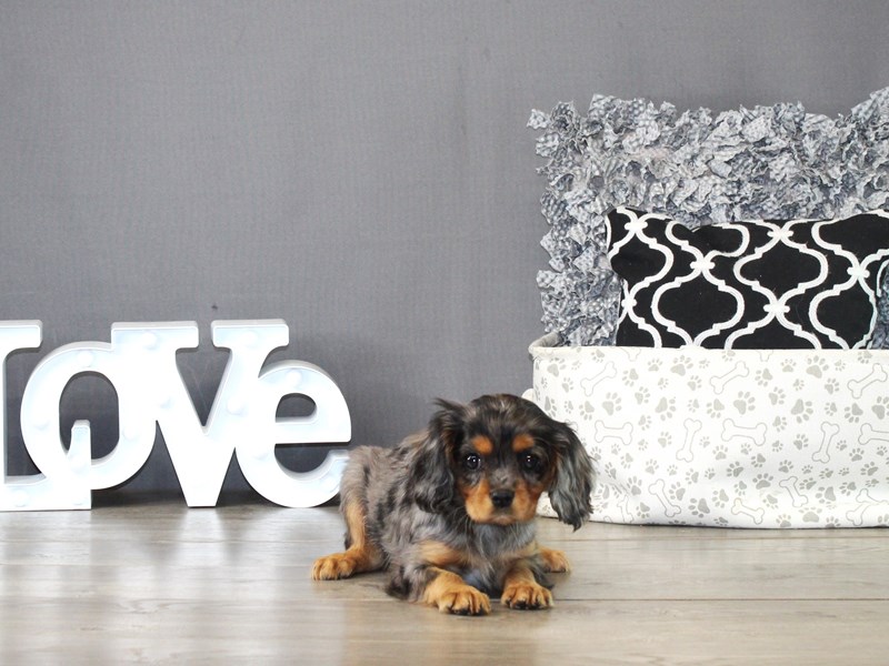 Cavalier King Charles Spaniel – 21306