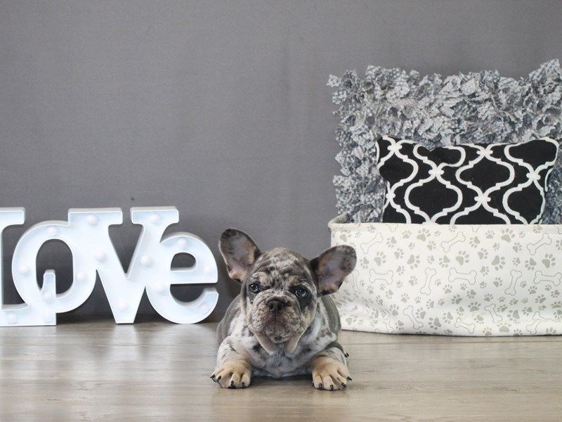 French Bulldog – 21305