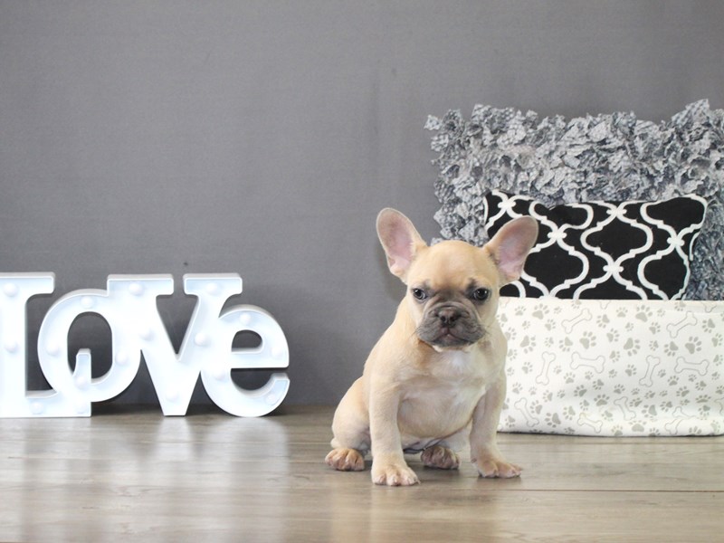 French Bulldog – 21289