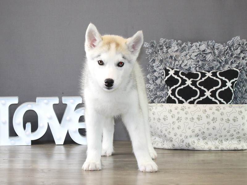 Siberian Husky – 21304