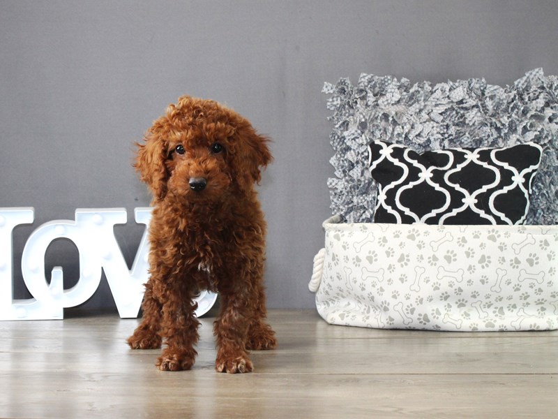 Poodle – 21303