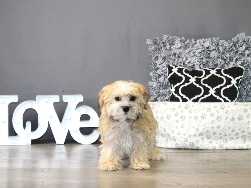 Morkie – 21302