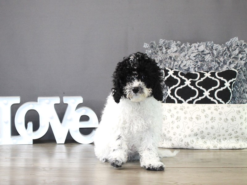 Cavapoo – 21301