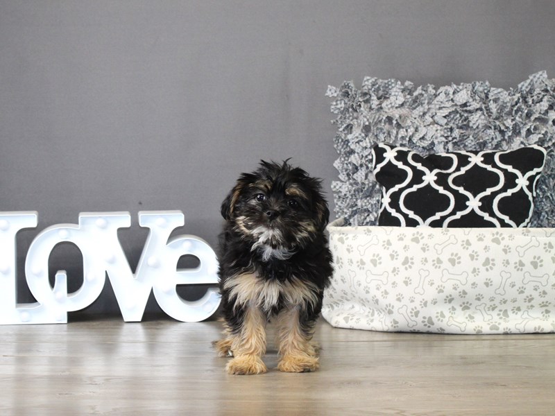 Shorkie – 21300